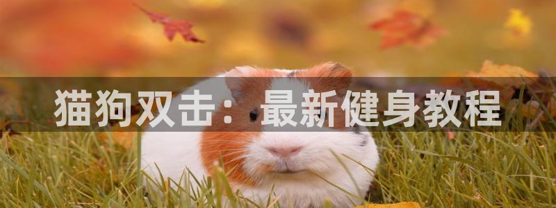 国际龙8下载